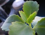bouture kalanchoe2.JPG