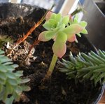 plante mystère 2.JPG