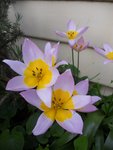 DSCN1474 [cop1].JPG