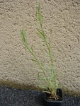 plant.inconnues002 009.jpg