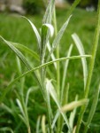 plant.inconnues002 010.jpg