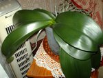 La plante mère !