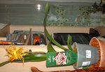 Cambria Brassia, j'ai pas de place devant le fenêtre donc j'ai essayé de pas la mettre trop loin...