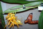 Cambria Brassia