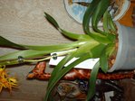 Cambria Brassia- vu des bulbes