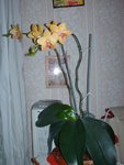 et la voilà en entier au moment de sa floraison