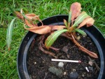 plant.inconnues002 016.jpg