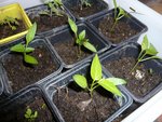poivrons et tomates PG.jpg