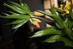 2011 03 08 Fleur 02.JPG