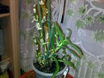 la plante dans sa totalité
