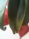 IMG_0916.jpg