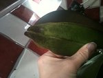 IMG_0921.jpg