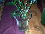 Vase avec dendro nobile, il y a de la sphaigne au fond (humide) et quelques billes d'argiles