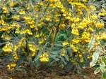 Sophora microphylla Mars 2010.jpg