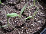 Les tomates cerises