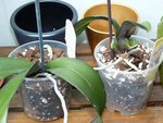 2 phals que j'ai récupéré en piteux état, quelques racines ont l'air de pousser