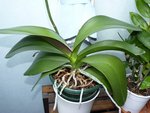 Phal