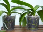 Phals