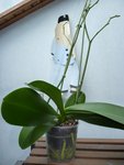 Phal