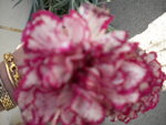 DSCN1771.JPG