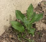plante 1.jpg