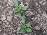 plante 5.jpg