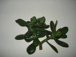 DSC04040.JPG