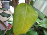 autre feuilles