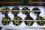 semis de 16 variétés de tomates -réussite 100%-.jpg