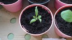 aubergine.jpg
