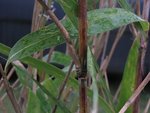 IMG_1282.JPG