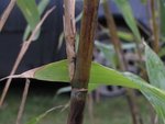 IMG_1283.JPG