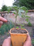 tous mes semis sont direct et sans aucun repiquage! la preuve, les cotylèdons sont bien visible. le plant  à bien poussé, et je vais donc couper ces 2 cotylèdons!