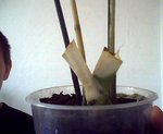 Snapshot_20110314.jpg