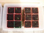 tomates 14 mars.JPG