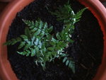DSCF3603.resized.JPG