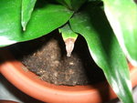 DSCF3608.resized.JPG