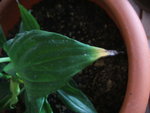 DSCF3615.resized.JPG