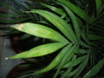 DSCF3621.resized.JPG