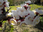 DSCN1774.JPG