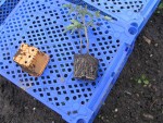 les plançons sont dépotés! l'on remarquera que les racineses sont bien développées! je vais séparer les 2 tiges!