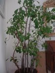 arbre.jpg