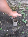 je pratique un trou, avec un plantoir à bulbe! c comme cela que j'opère!<br />de la hauteur de la motte!