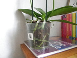 les racines dans le pot sont bien vertes