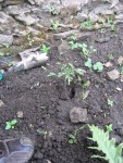 je positionne le plant en prenant bien soin de diriger l'apex ( tête) tounée vers le soleil!