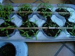 semis de tomates mi-mars.jpg
