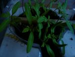 tomates à repiquer.jpg