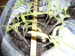 les tomates.jpg