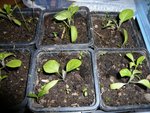 aubergines mi-mars.jpg