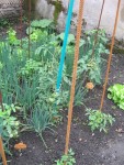 l'on obtient de beaux plants qui ne feront pas de racines surperficielles. ils iront chercher l'humidité profondément. ils seront plus  résistant aux maladies , car moins ils n'auront pas connu de stress, inutiles, de divers repiquage! Leurs radicelles iron directement  à la recherche de nourriture ,et 8 jours plus tard,  vous verrez vos plants grandir vaillament!